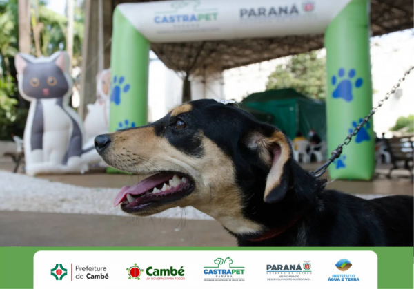 Castrapet 2026: estão abertas as inscrições para ação de castração gratuita de animais em Cambé