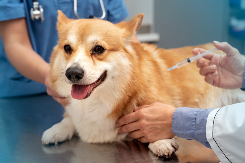 Intensificação da Vacinação óctupla para cães (V8)